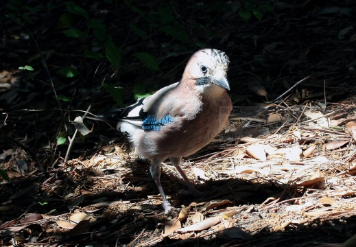 GHIANDAIA, Jay, Garrulus glandarius