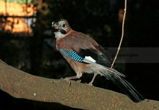 GHIANDAIA, Jay, Garrulus glandarius