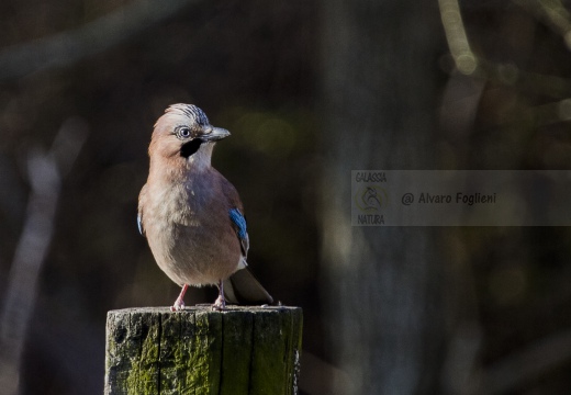 GHIANDAIA, Jay, Garrulus glandarius