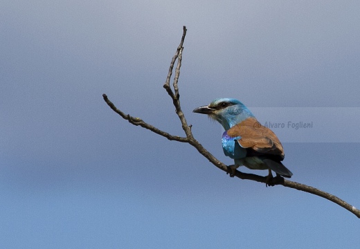 GHIANDAIA MARINA, Roller, Coracias garrulus