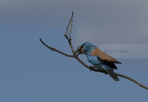 GHIANDAIA MARINA, Roller, Coracias garrulus