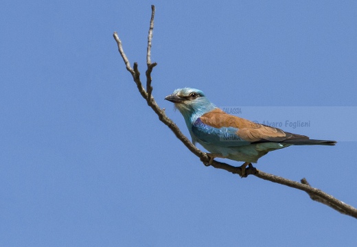 GHIANDAIA MARINA, Roller, Coracias garrulus
