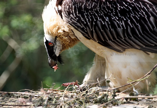 GIPETO, Lammergeier, Gypaetus barbatus