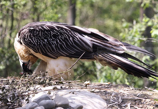 GIPETO, Lammergeier, Gypaetus barbatus