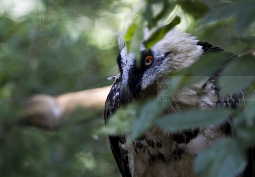 GIPETO, Lammergeier, Gypaetus barbatus