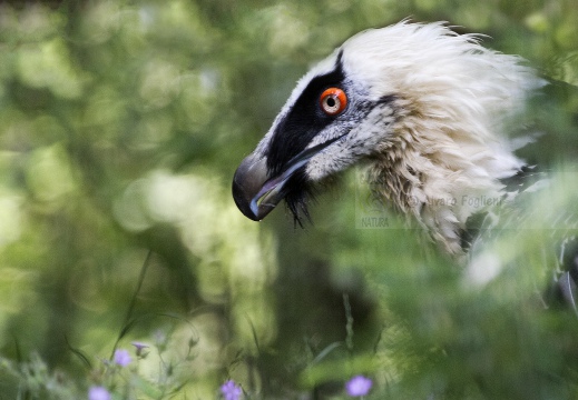 GIPETO, Lammergeier, Gypaetus barbatus