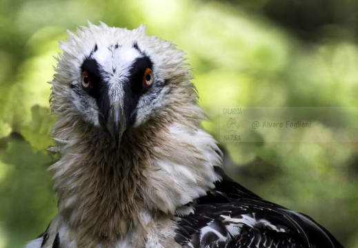 GIPETO, Lammergeier, Gypaetus barbatus