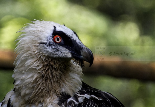 GIPETO, Lammergeier, Gypaetus barbatus