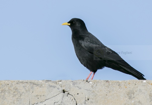 Gracchio alpino
