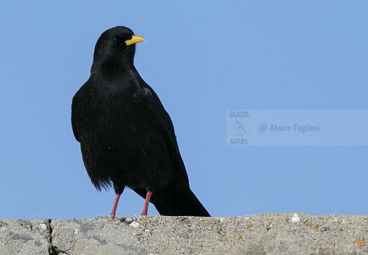 GRACCHIO ALPINO, Alpine Chough, Pyrrhocorax graculus