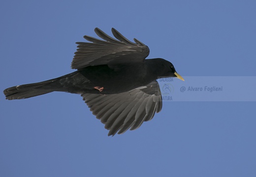 GRACCHIO ALPINO, Alpine Chough, Pyrrhocorax graculus
