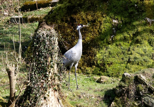 GRU CENERINA;  Crane;  Grus grus 