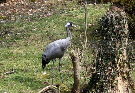 GRU CENERINA;  Crane;  Grus grus 