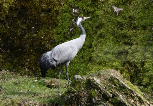 GRU CENERINA;  Crane;  Grus grus 