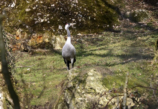 GRU CENERINA;  Crane;  Grus grus 
