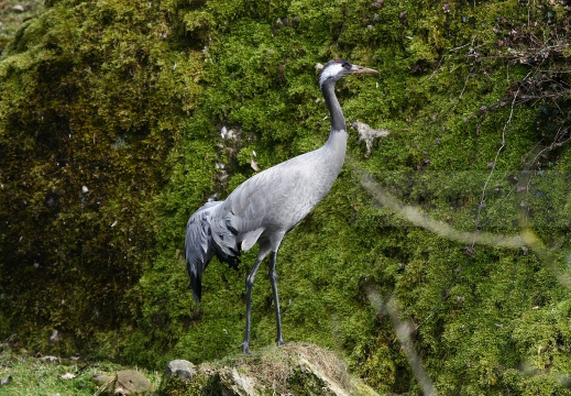 GRU CENERINA;  Crane;  Grus grus 