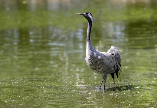 GRU CENERINA;  Crane;  Grus grus 