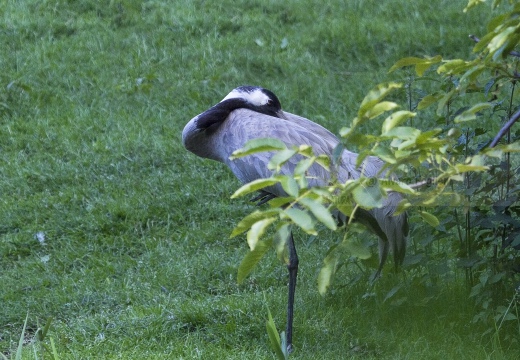 GRU CENERINA;  Crane;  Grus grus 
