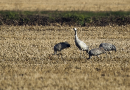 GRU CENERINA;  Crane;  Grus grus 