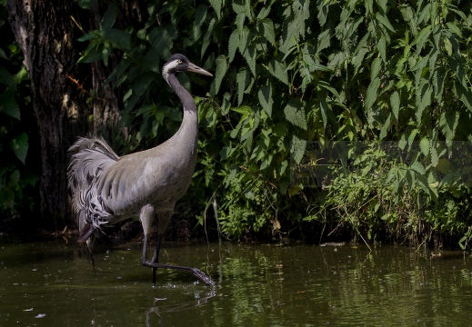 GRU CENERINA;  Crane;  Grus grus 