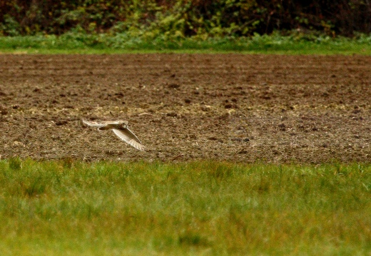 GUFO DI PALUDE, Short-eared Owl,  Asio flammeus