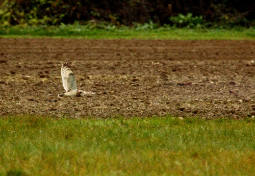 GUFO DI PALUDE, Short-eared Owl,  Asio flammeus