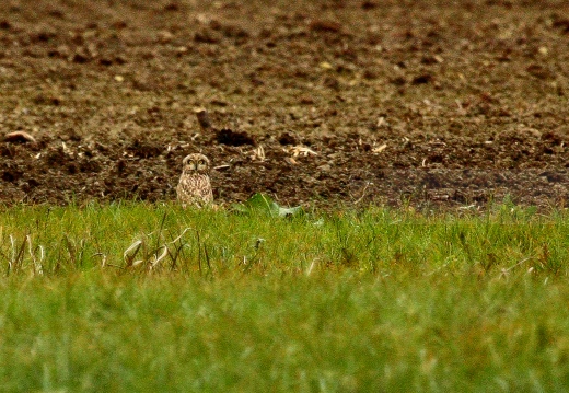 GUFO DI PALUDE, Short-eared Owl,  Asio flammeus