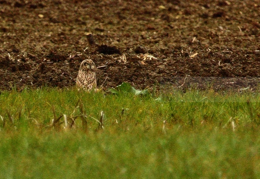 GUFO DI PALUDE, Short-eared Owl,  Asio flammeus