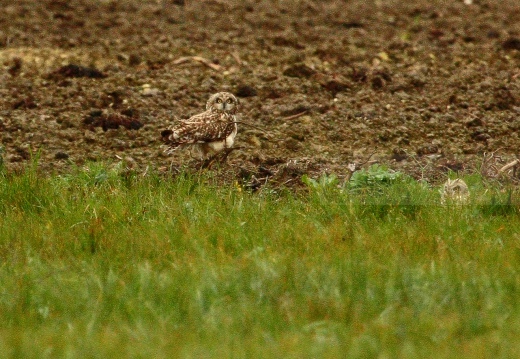 GUFO DI PALUDE, Short-eared Owl,  Asio flammeus