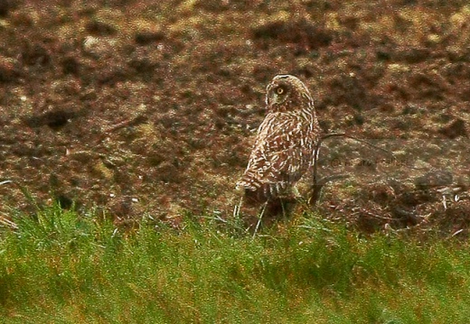 GUFO DI PALUDE, Short-eared Owl,  Asio flammeus