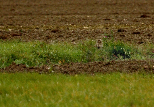 GUFO DI PALUDE, Short-eared Owl,  Asio flammeus