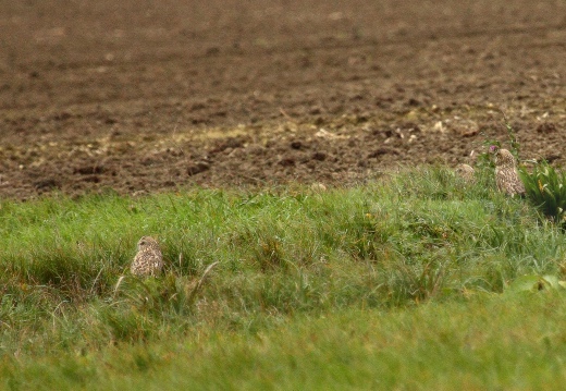 GUFO DI PALUDE, Short-eared Owl,  Asio flammeus