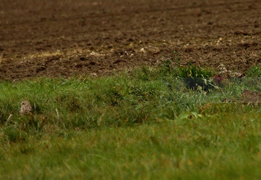 GUFO DI PALUDE, Short-eared Owl,  Asio flammeus