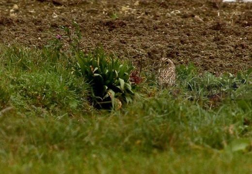 GUFO DI PALUDE, Short-eared Owl,  Asio flammeus