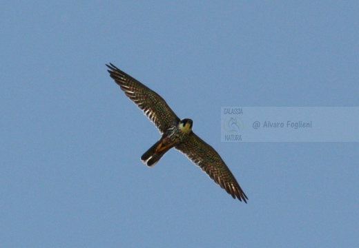 LODOLAIO,  Hobby, Falco subbuteo