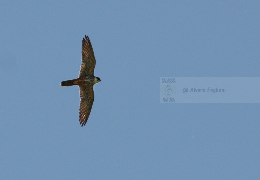 LODOLAIO,  Hobby, Falco subbuteo