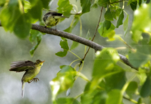 LUÌ  PICCOLO, Chiffchaff, Phylloscopus collybita