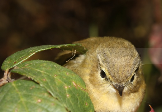 LUÌ  PICCOLO, Chiffchaff, Phylloscopus collybita