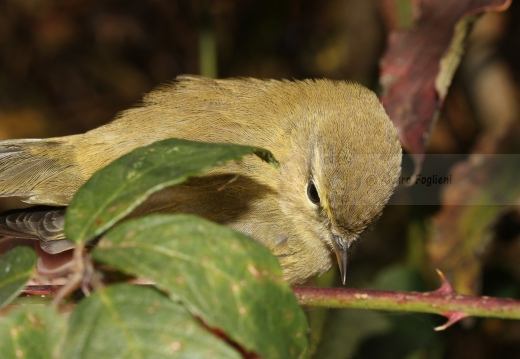 LUÌ  PICCOLO, Chiffchaff, Phylloscopus collybita