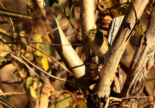 LUÌ  PICCOLO, Chiffchaff, Phylloscopus collybita