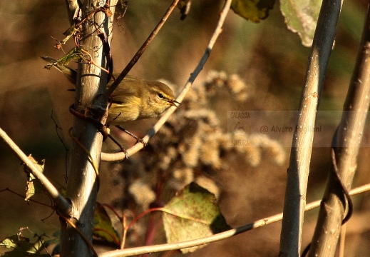 LUÌ  PICCOLO, Chiffchaff, Phylloscopus collybita