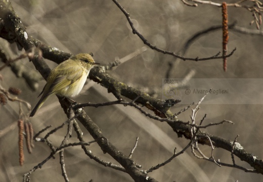 LUÌ  PICCOLO, Chiffchaff, Phylloscopus collybita