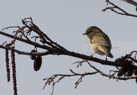 LUÌ  PICCOLO, Chiffchaff, Phylloscopus collybita