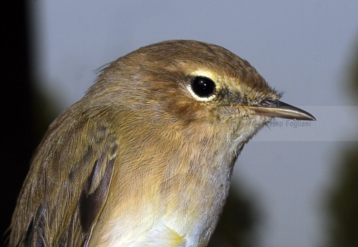 LUÌ  PICCOLO, Chiffchaff, Phylloscopus collybita