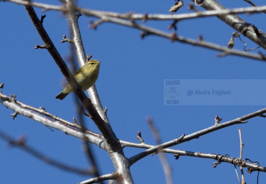 LUÌ  PICCOLO, Chiffchaff, Phylloscopus collybita