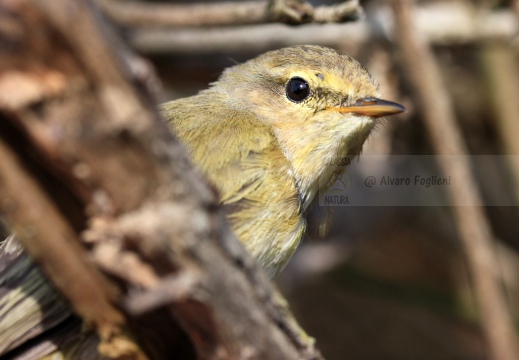 LUÌ  PICCOLO, Chiffchaff, Phylloscopus collybita