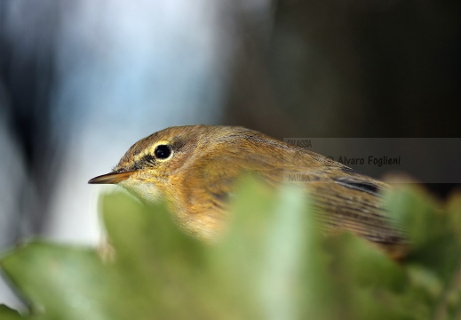 LUÌ  PICCOLO, Chiffchaff, Phylloscopus collybita