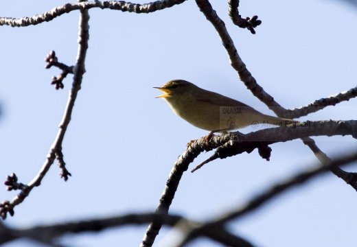 LUÌ  PICCOLO, Chiffchaff, Phylloscopus collybita