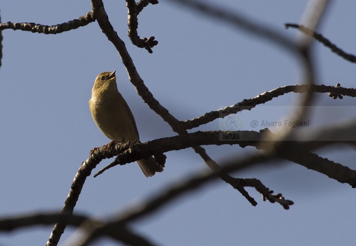 LUÌ  PICCOLO, Chiffchaff, Phylloscopus collybita