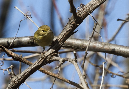 LUÌ  PICCOLO, Chiffchaff, Phylloscopus collybita